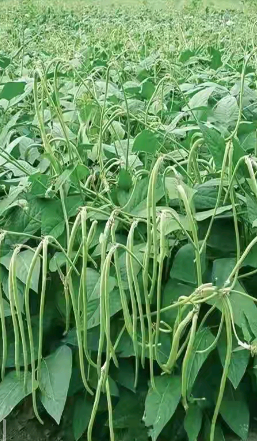 在朋友的菜园看到一片绿油油的植物,就是我们经常吃的豆角,豆角长得密