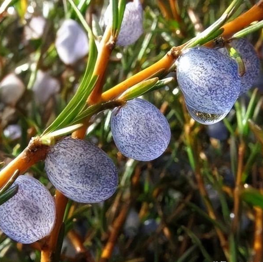 在山里的一片草坪上,长着一种淡紫色的水果,果子上有很好的花点,水果