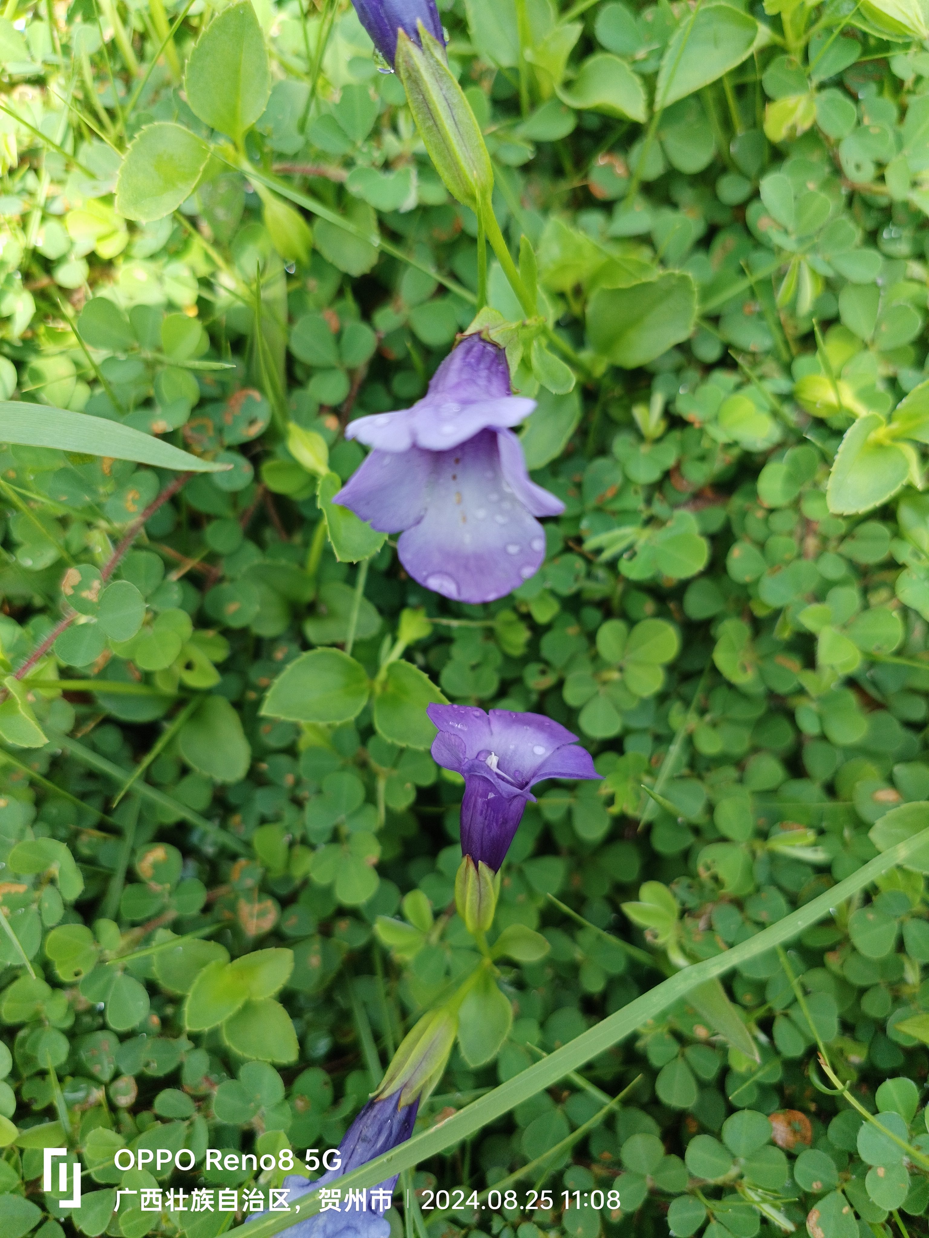 在路边的草地上发现一片绿意盎然的植物,植物的几朵小紫花静静绽放