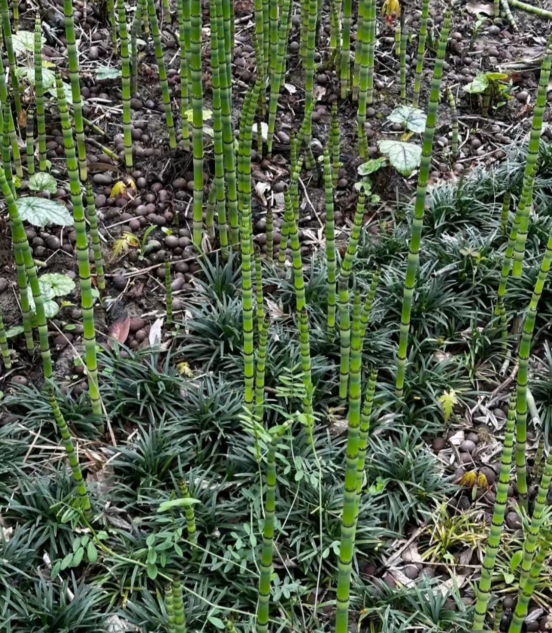 我们在森林里的发现了一片生机勃勃的植物,我们本地叫做笔塔草,我们