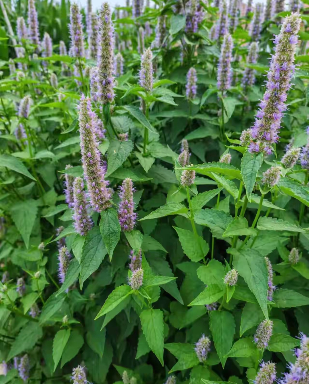 我们在山里回家的路上,在山脚的一块坡地里遇到这种