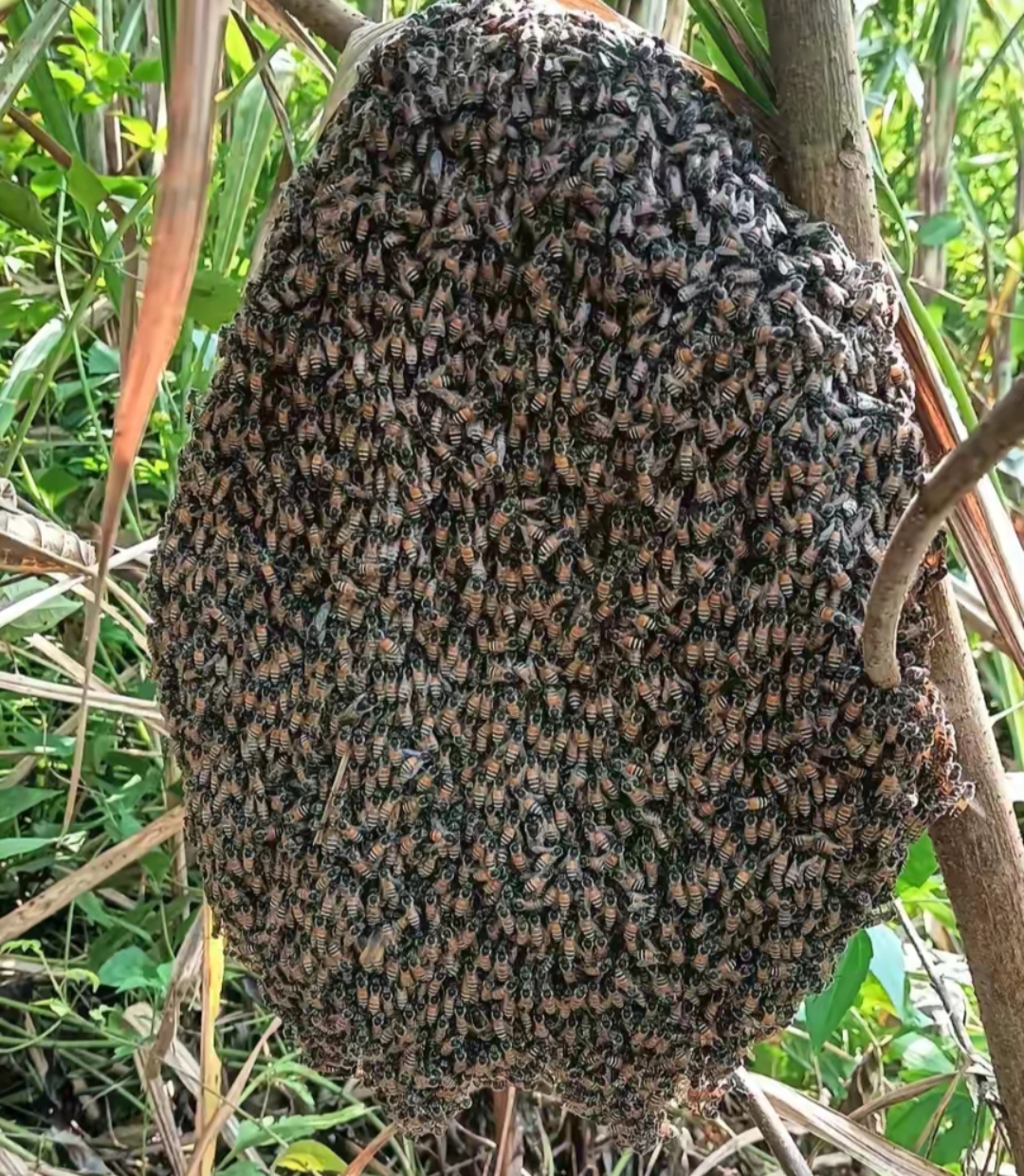 我们在山里走出森林后经过一个长满草的山坡,突然友现一堆蜂结在草丛