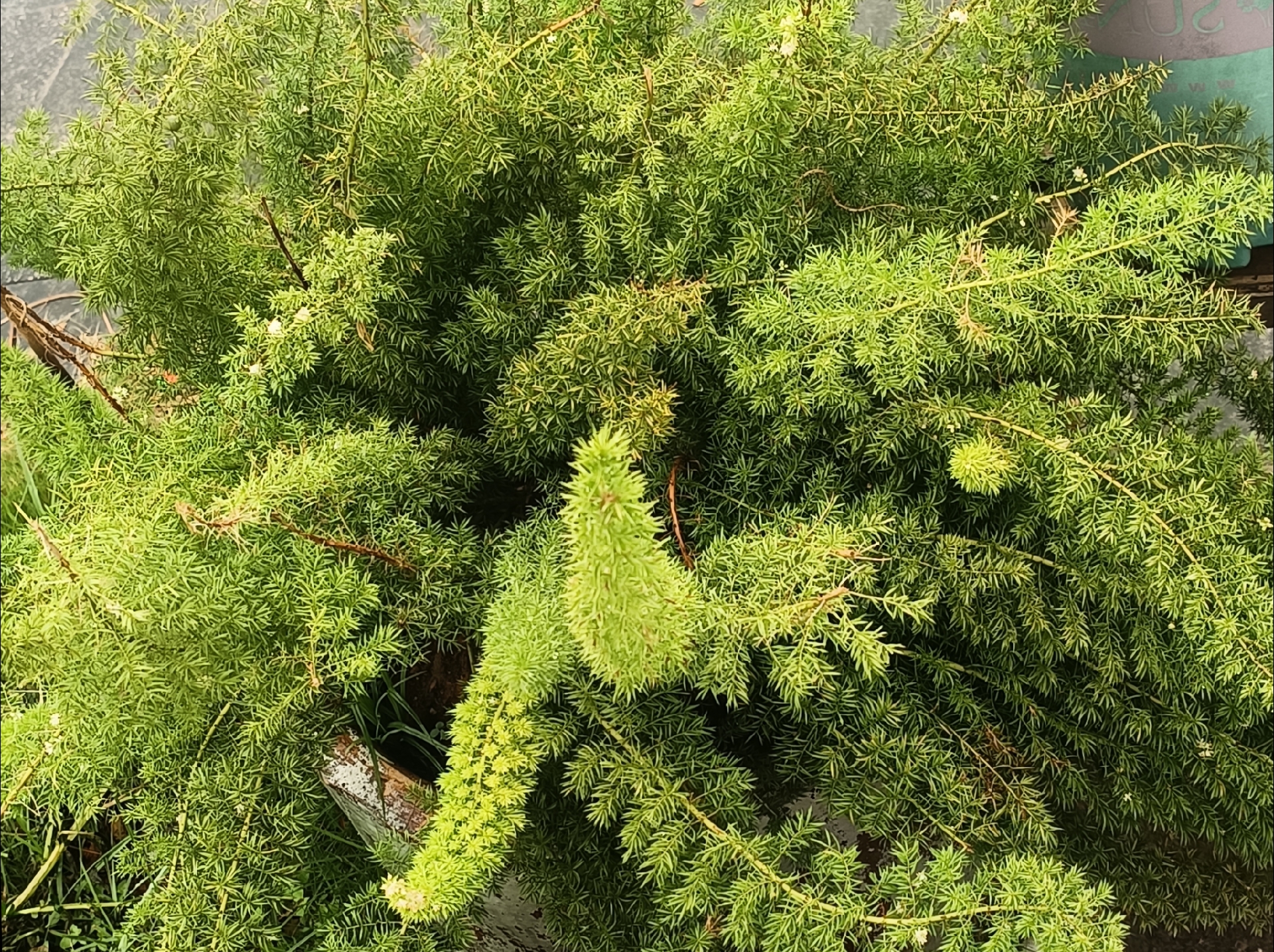 这是早上锻炼时发现的一种低矮灌木,以亮绿色,多刺的枝条和细小而鲜艳