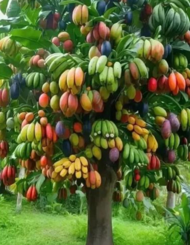 一棵树生着几种水果,我还是第一次看到,你说这棵树结了各种颜色的果子