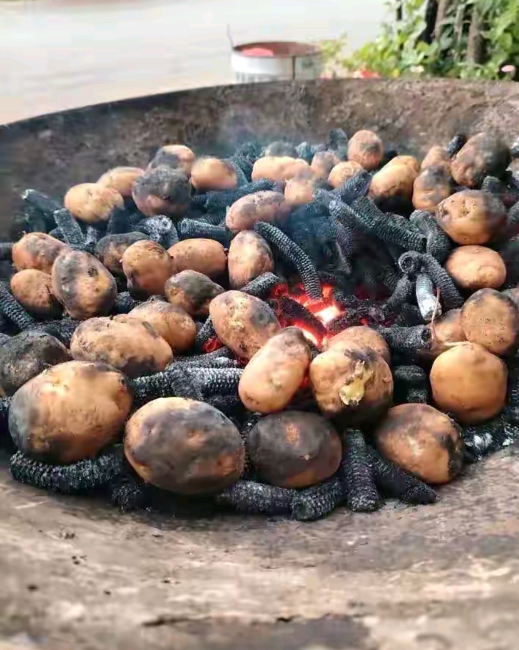 灶坑烧土豆图片