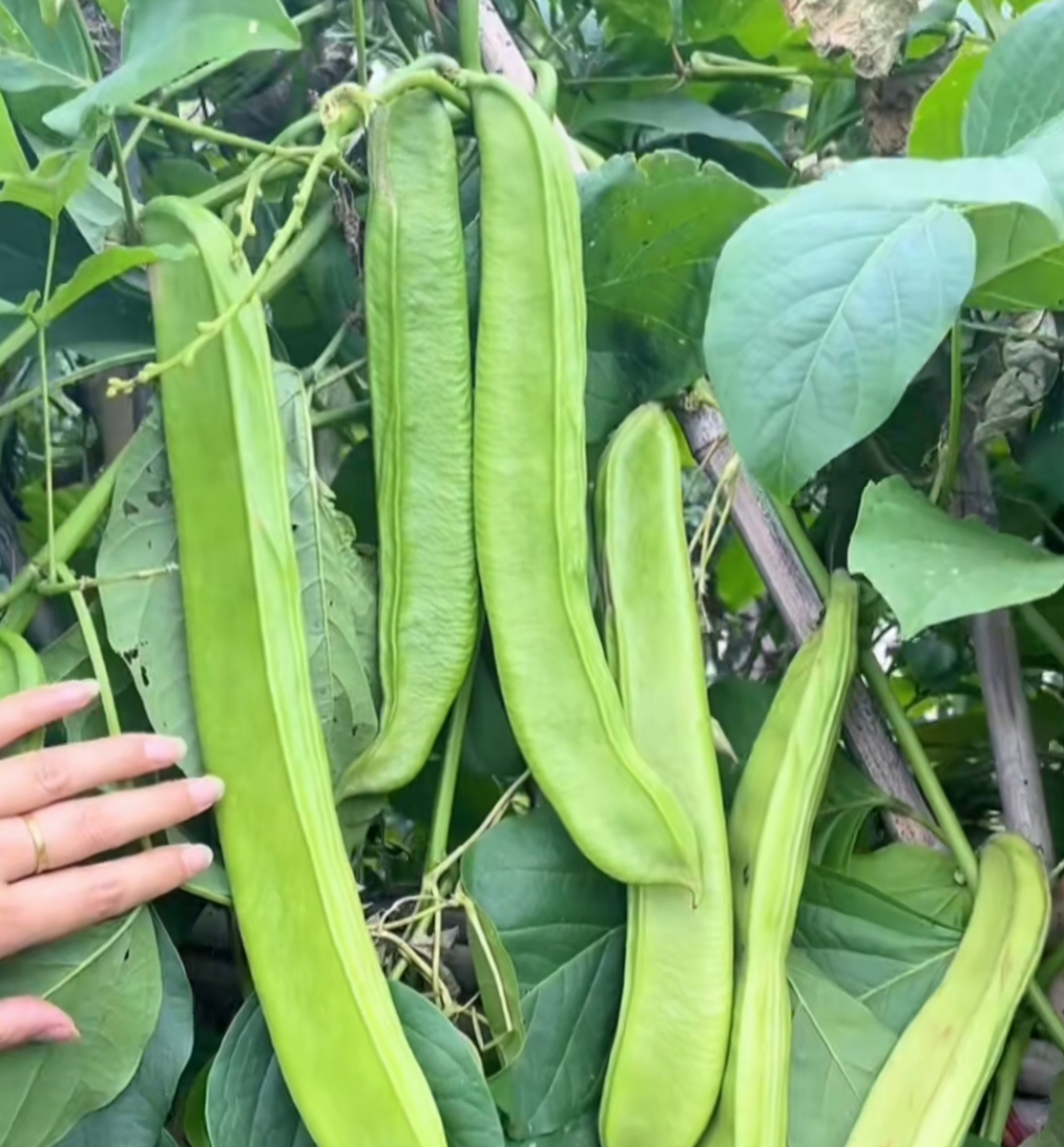 豆类植物大全图片豆荚很大的豆子叫什么各种植物食品手持展示木蝴蝶