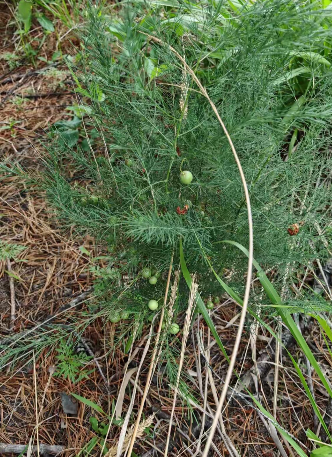 在山坡上发现一片枝叶茂盛的植物,每棵植物上稀烯蔬蔬地长着两至三个