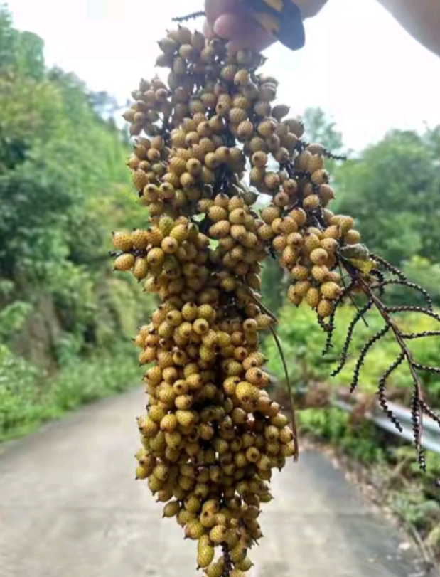 在回家路上,看到一个山里人在车吊着这一串沉甸甸的果实在路上,这种是