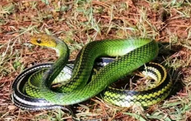 上午我们在效外散步时,在一片草地上看到这条青色蛇,这蛇卷曲着头看着