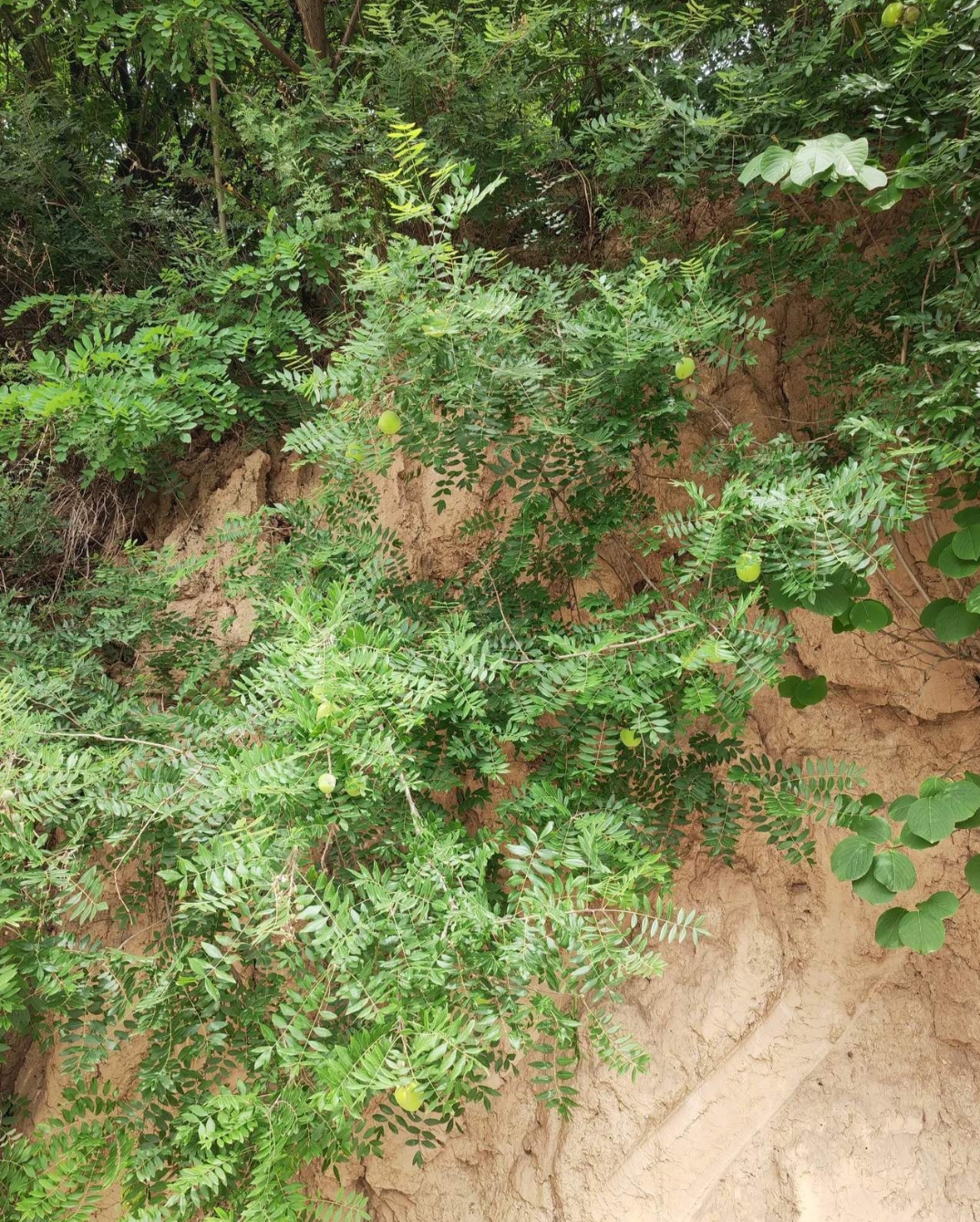 在山里的发现的一种果子,果树的村叶象本地种的油