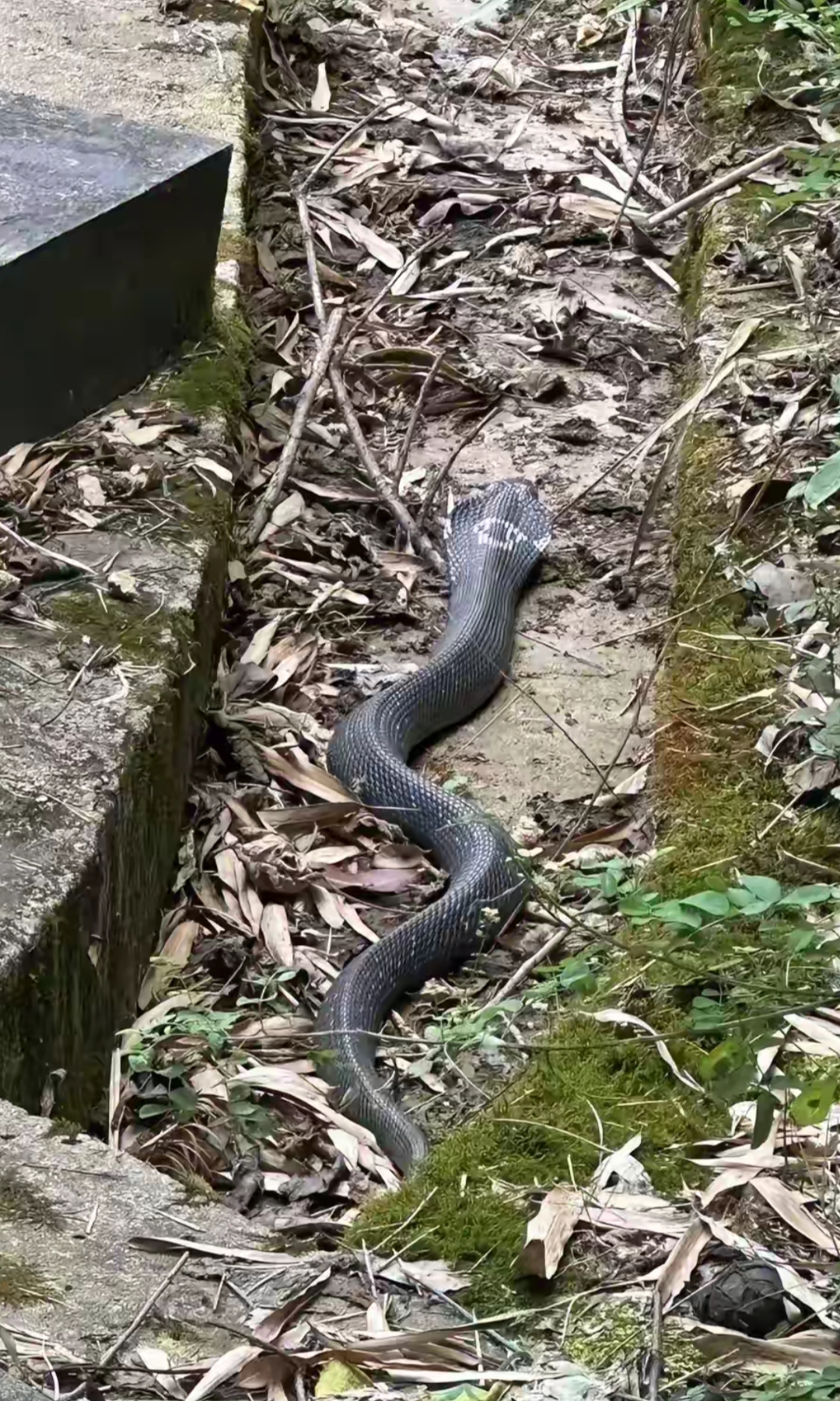 走在宁静的山里,我们在干燥的落叶间发现一条黑色的吹风蛇