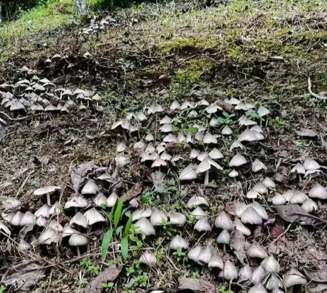 山里玩着玩着,刚跨出一片森林,就看到对面山坡地面长出一堆的野生蘑菇