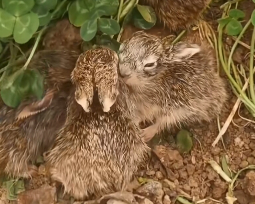 今天真是好运气,竞然在爬山的时候发现一窝野生兔子,窝里还有两只可爱