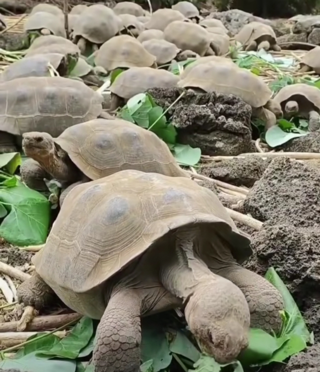 在旅游时我曾经看到过一群海龟在岩石上晒太阳,画面温馨有趣,它们有些