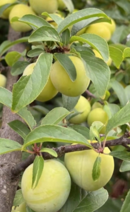 这棵李子树,密密麻麻的,你不要看果子还是黄色,但