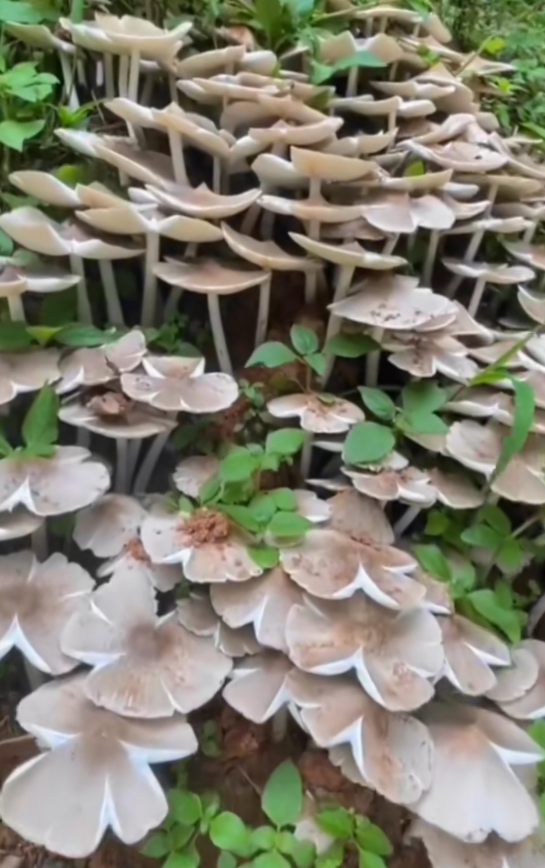 在山坡的草丝中发现了一大堆野生蘑菇,生得密密麻麻的,我们的运气真好