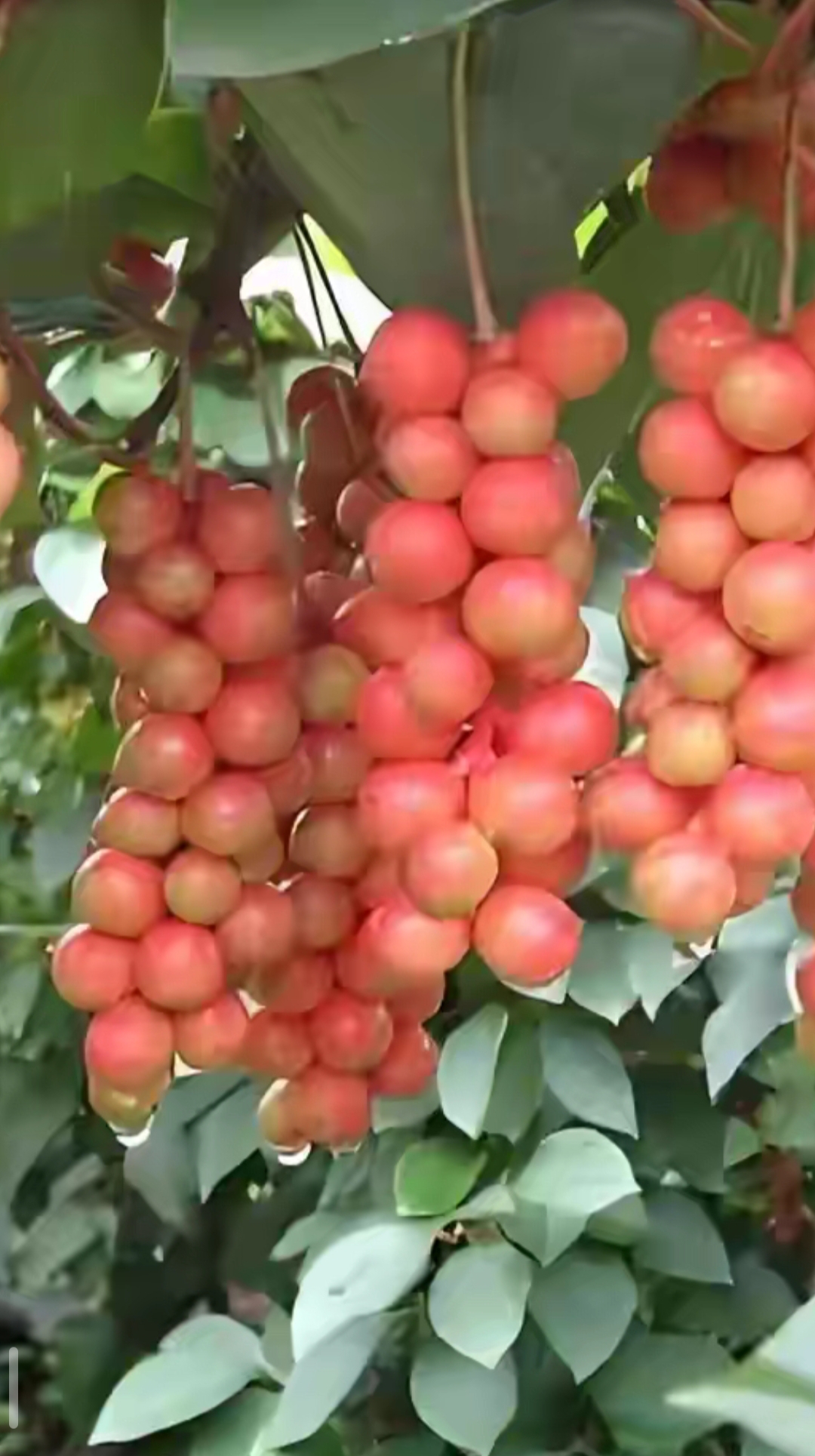 的边缘发现一翠绿的植物,植物长满一串串密密麻麻红色和黄色的果子