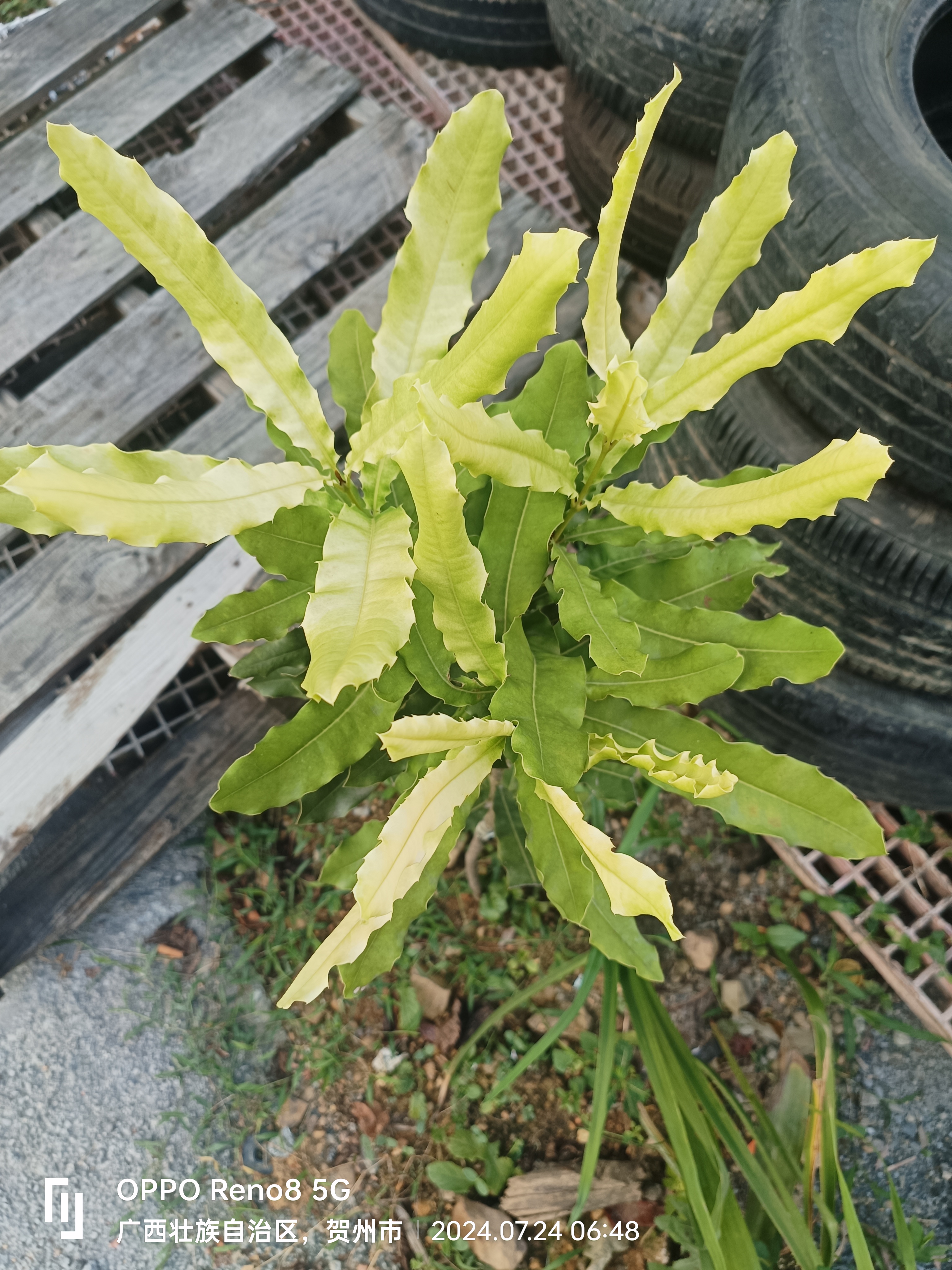 一家农户时,在农户屋前的花盘里发现这株植物绿中带黄的叶片真惹眼