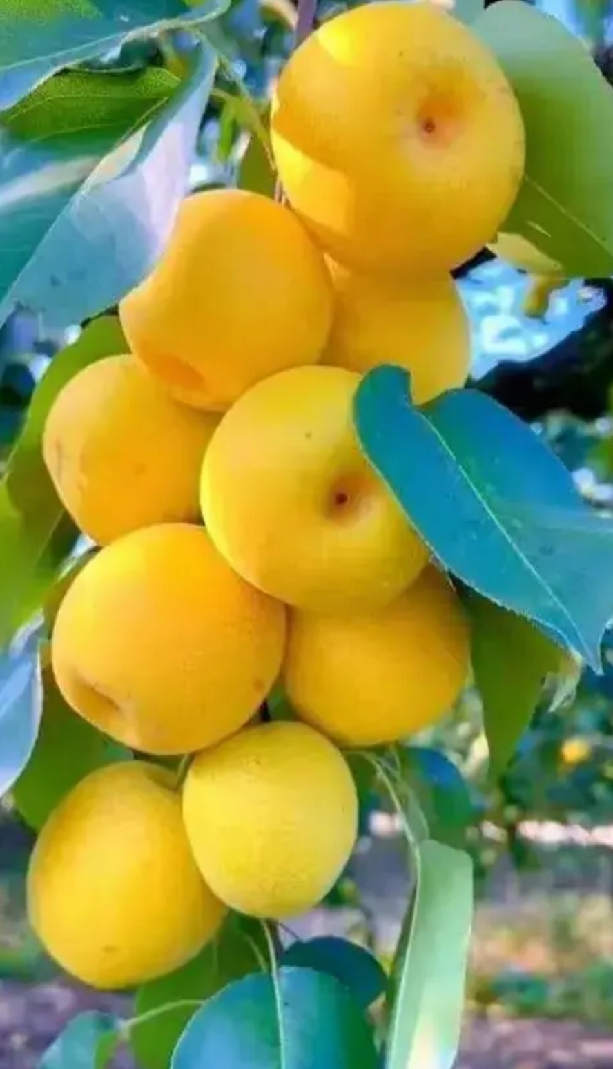 树上长着一串黄色果子,在阳光照耀下的反谢出金黄光,这黄色的应该是