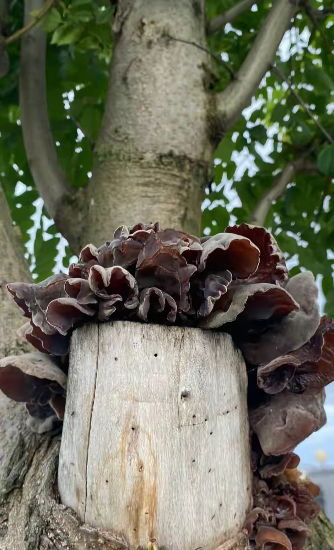 这种长木朵的树离在老家屋子很近的小森林中,木耳已经长大的,可以采摘