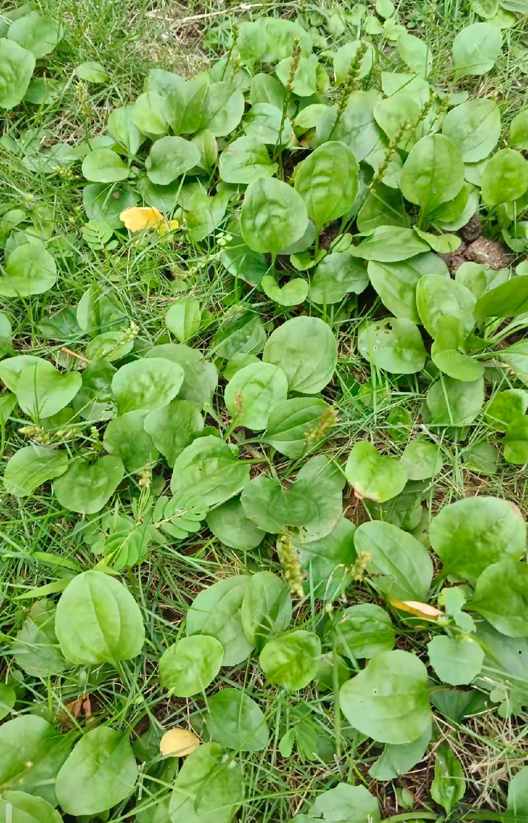 今天我在锻炼时,在路旁边的草坪里看到一片绿意盎然,生气勃勃的野菜