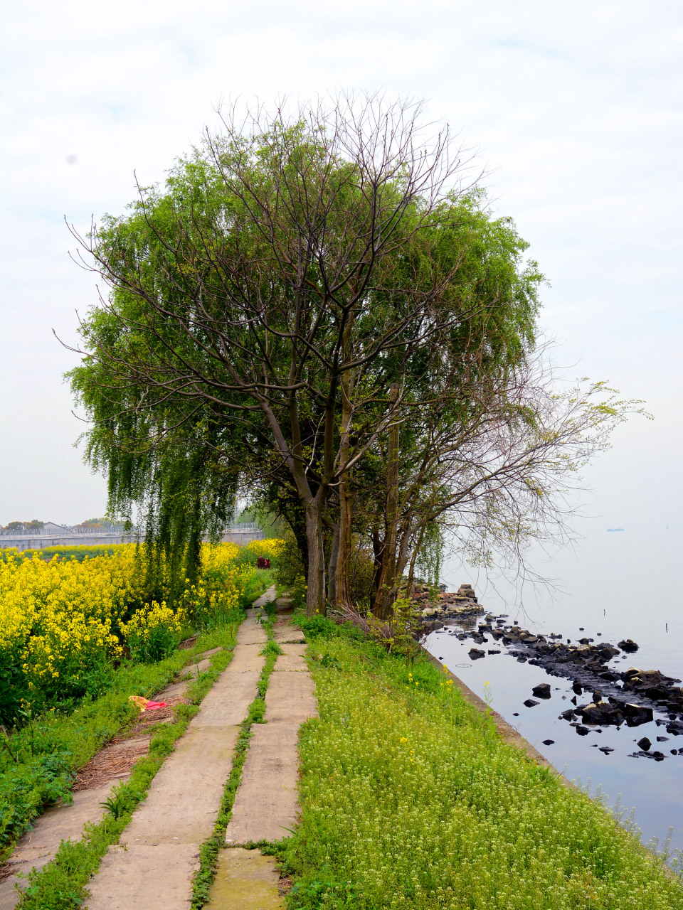 【淀山湖畔的美丽乡村-淀峰村】淀峰村坐落于淀山湖东岸,隶属青浦