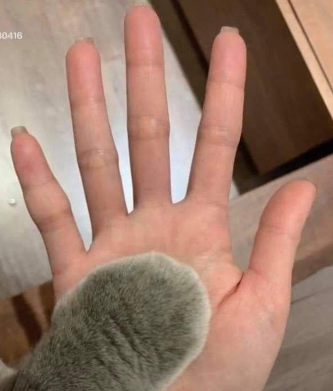 原来猫爪在x光下长这样,好可爱啊