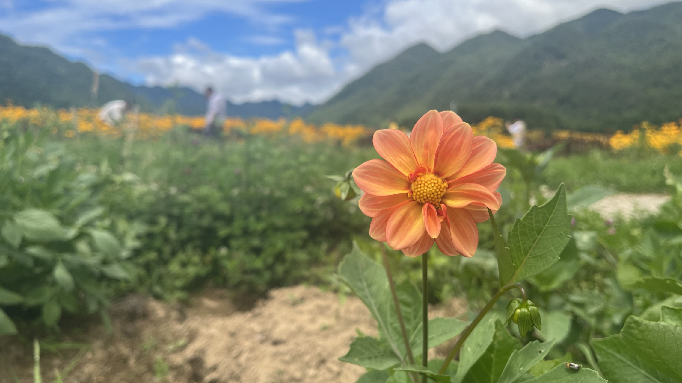 红池坝花海图片