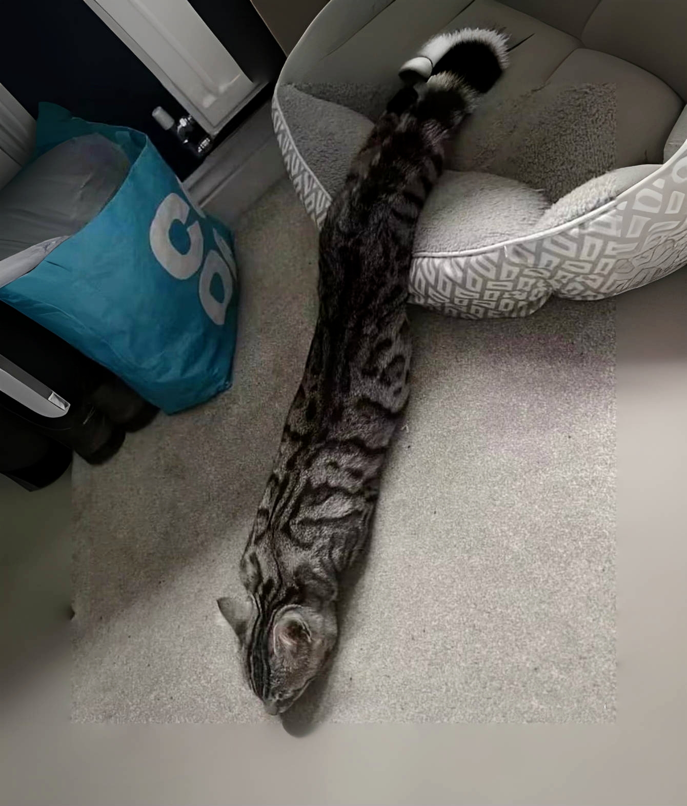 头是猫咪,尾巴却像蛇.我一脸懵,难道是新物种?