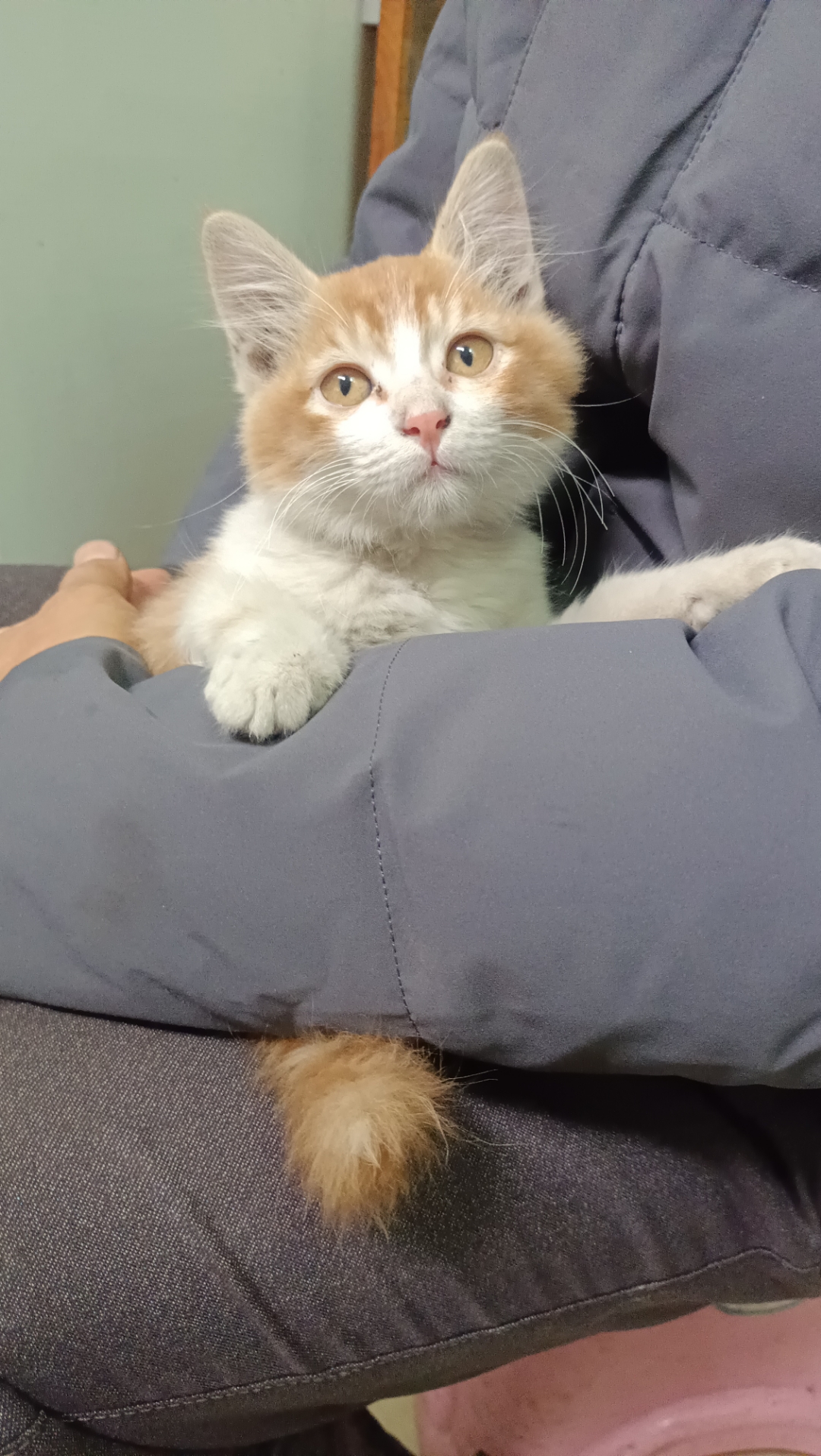 这是一只黄白相间的猫咪,2023年11月13日上午,它进入了我的视线范围