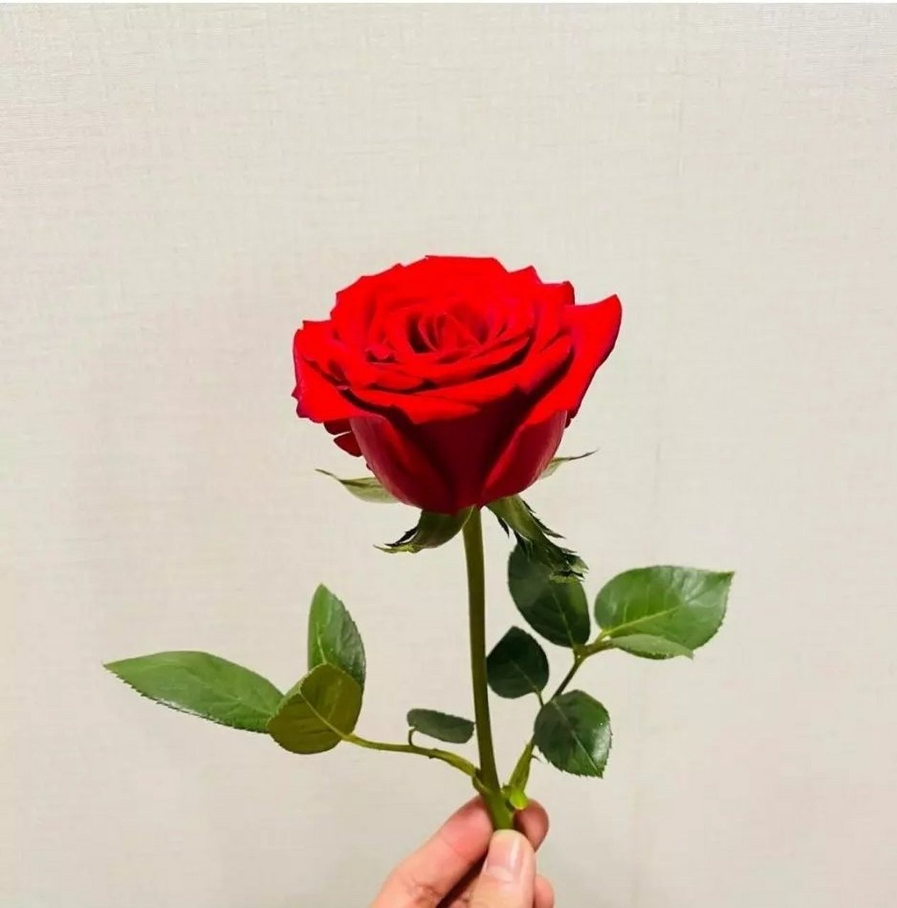 白牡丹和红玫瑰!