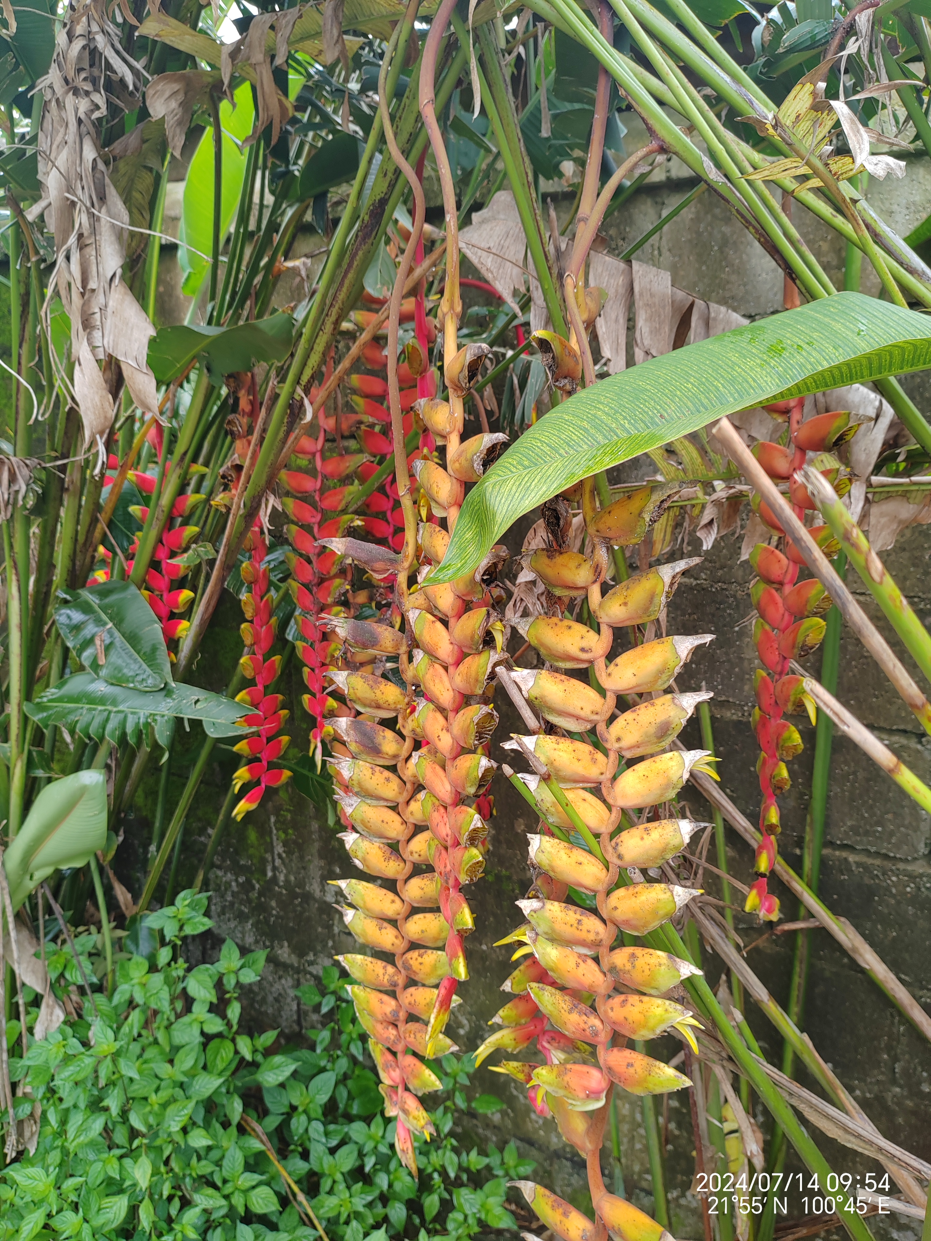 金嘴蝎尾蕉 金嘴蝎尾蕉(heliconia rostrata ruiz & pavon):芭蕉科,蝎