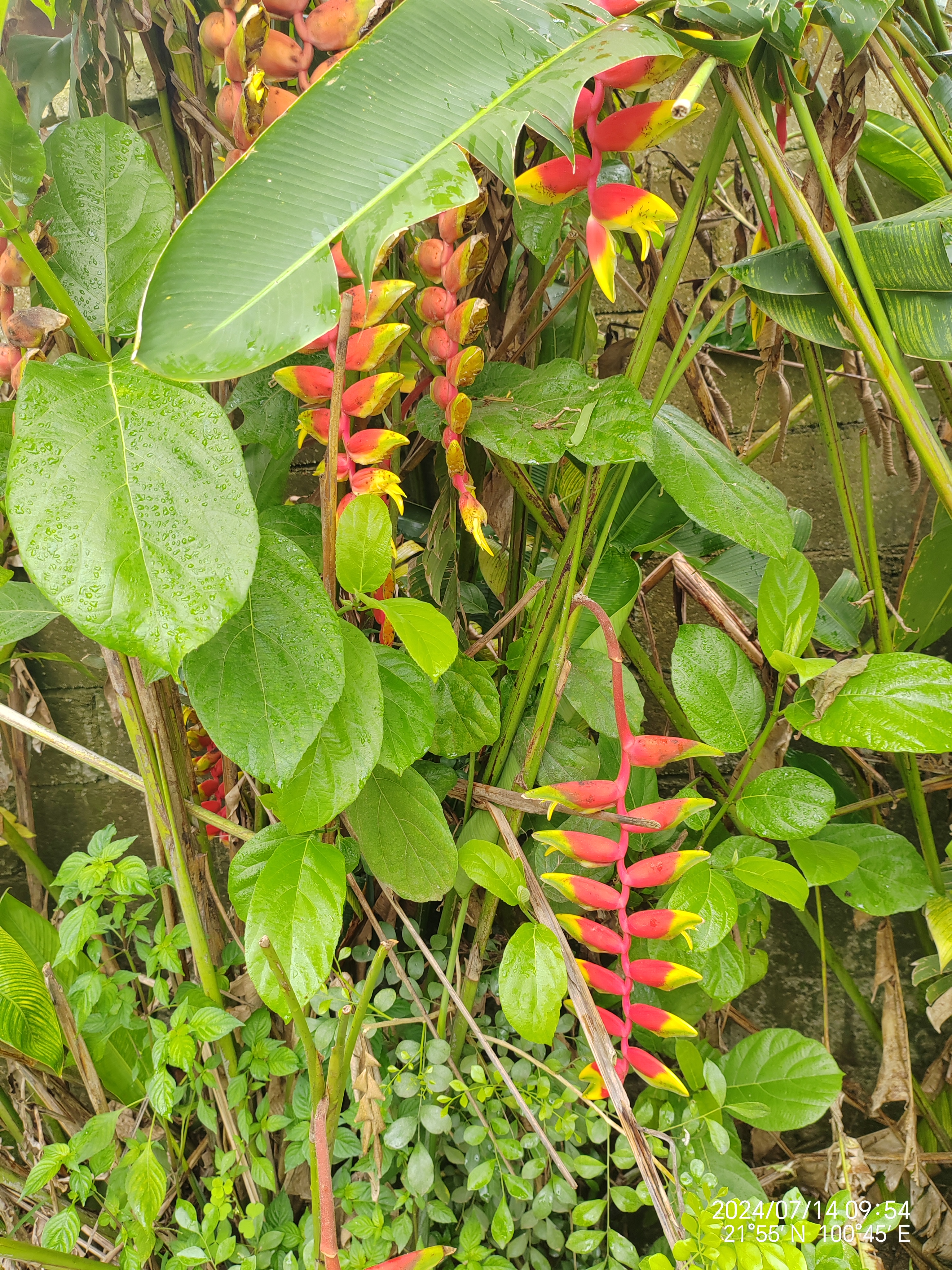金嘴蝎尾蕉 金嘴蝎尾蕉(heliconia rostrata ruiz & pavon):芭蕉科,蝎