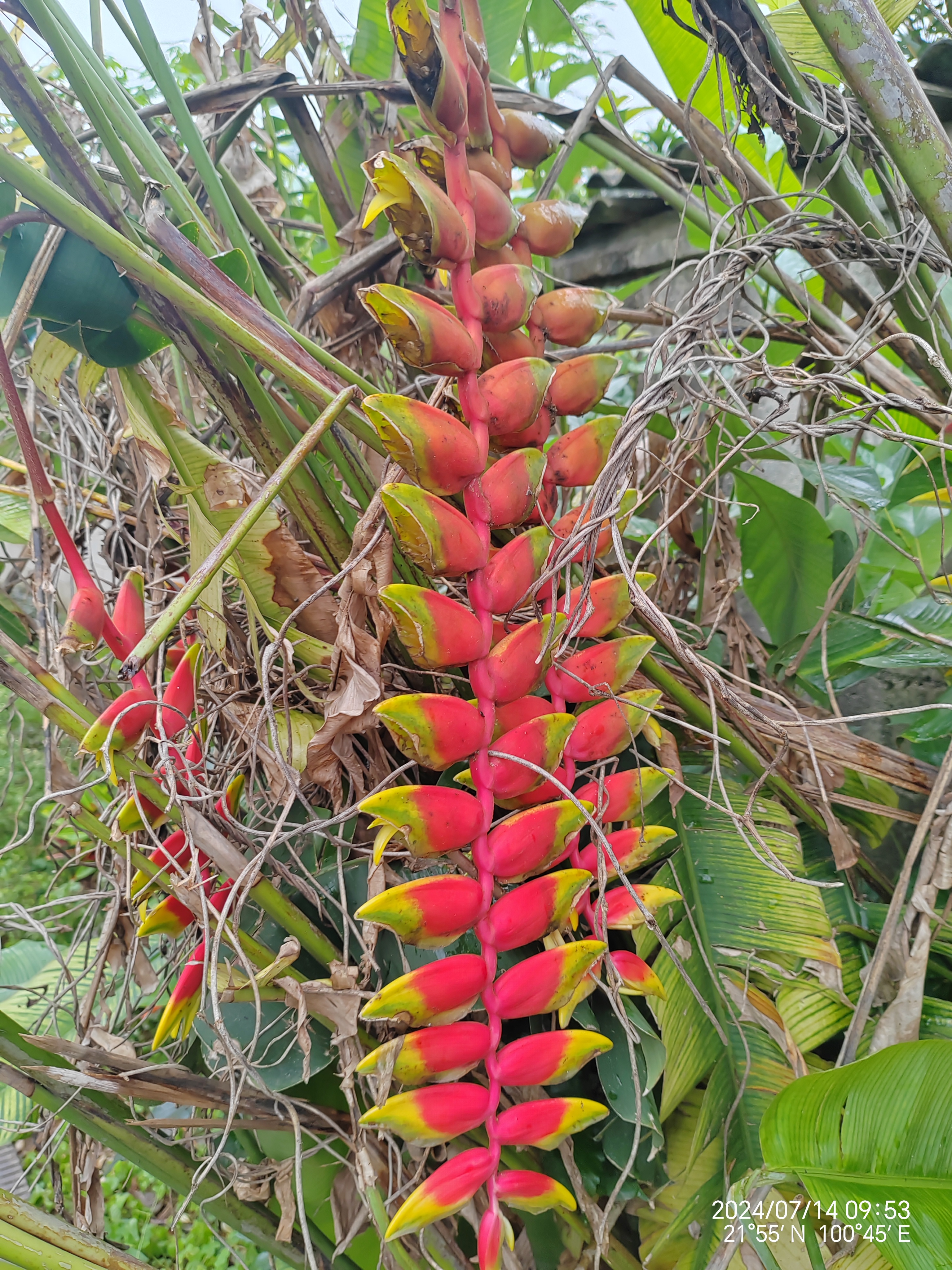 金嘴蝎尾蕉 金嘴蝎尾蕉(heliconia rostrata ruiz & pavon):芭蕉科,蝎