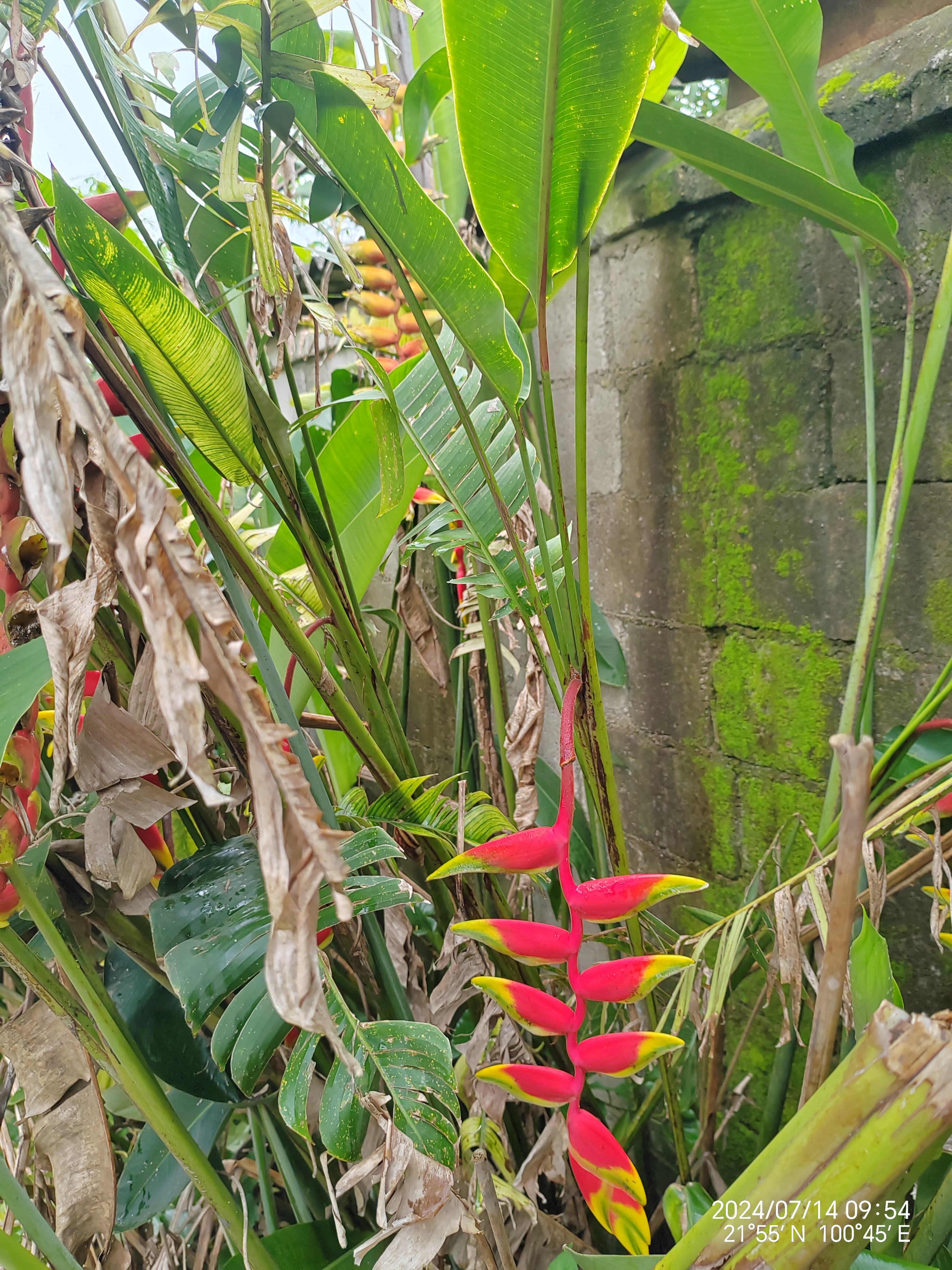 金嘴蝎尾蕉 金嘴蝎尾蕉(heliconia rostrata ruiz & pavon):芭蕉科,蝎