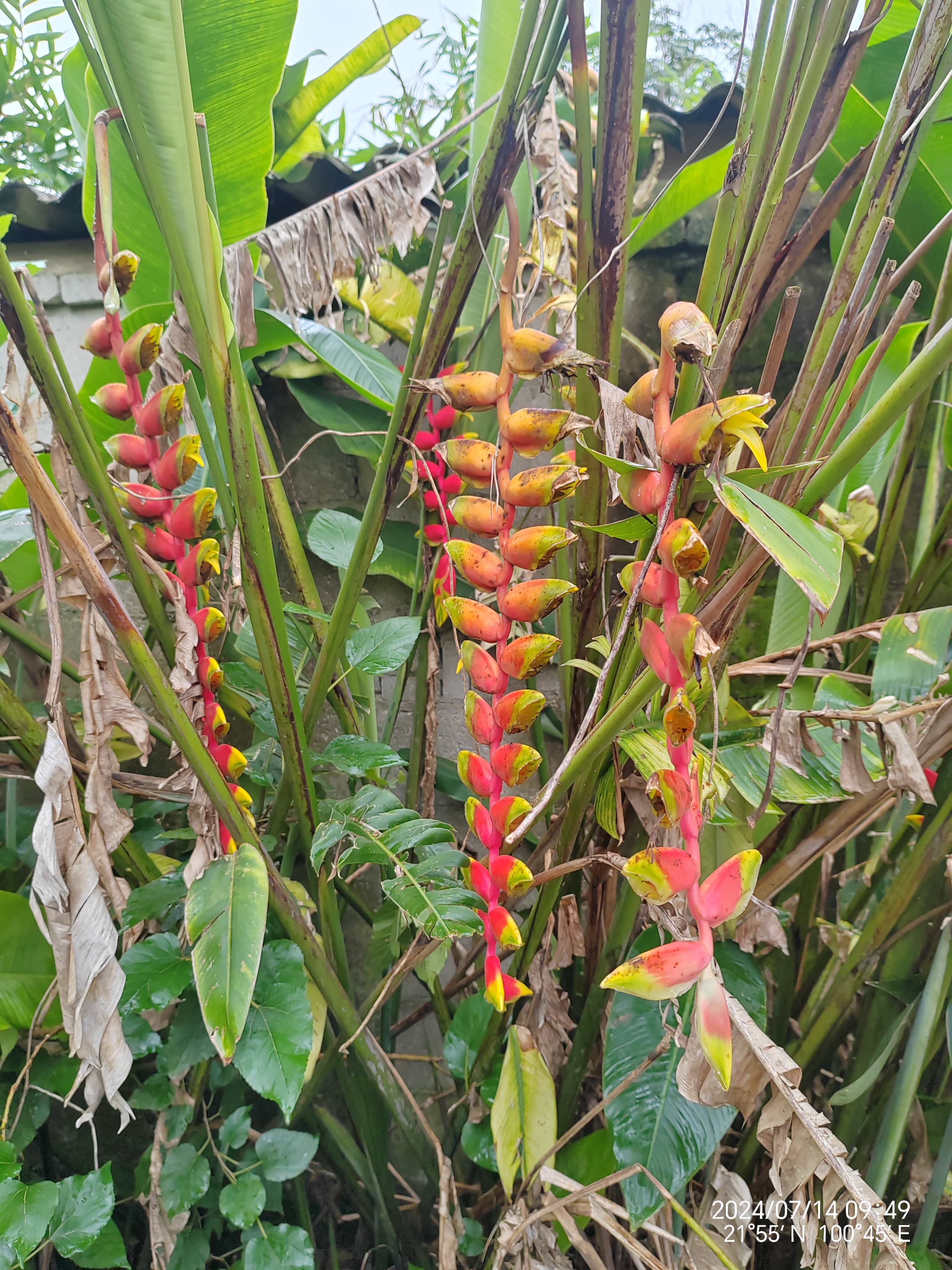 金嘴蝎尾蕉 金嘴蝎尾蕉(heliconia rostrata ruiz & pavon):芭蕉科,蝎