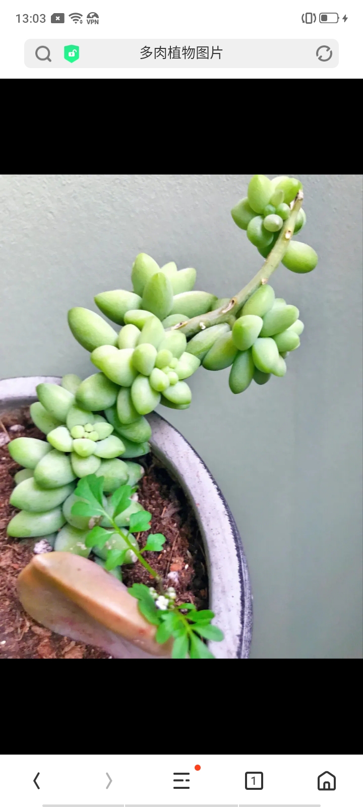 小熊与多肉的美好邂逅   偶然间,我发现了一个装有多肉植物的花盆