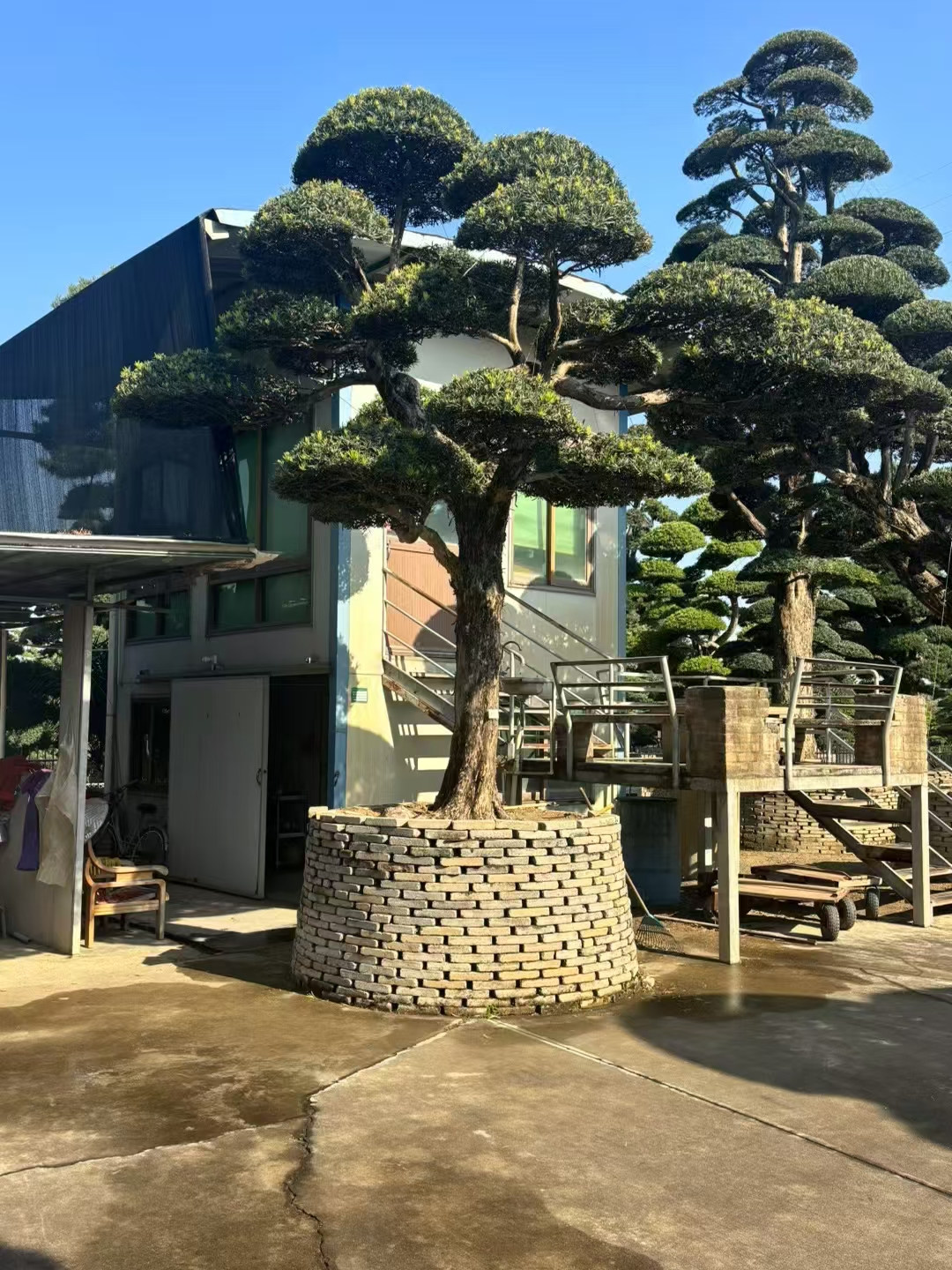 别墅庭院罗汉松中的泰斗级别!