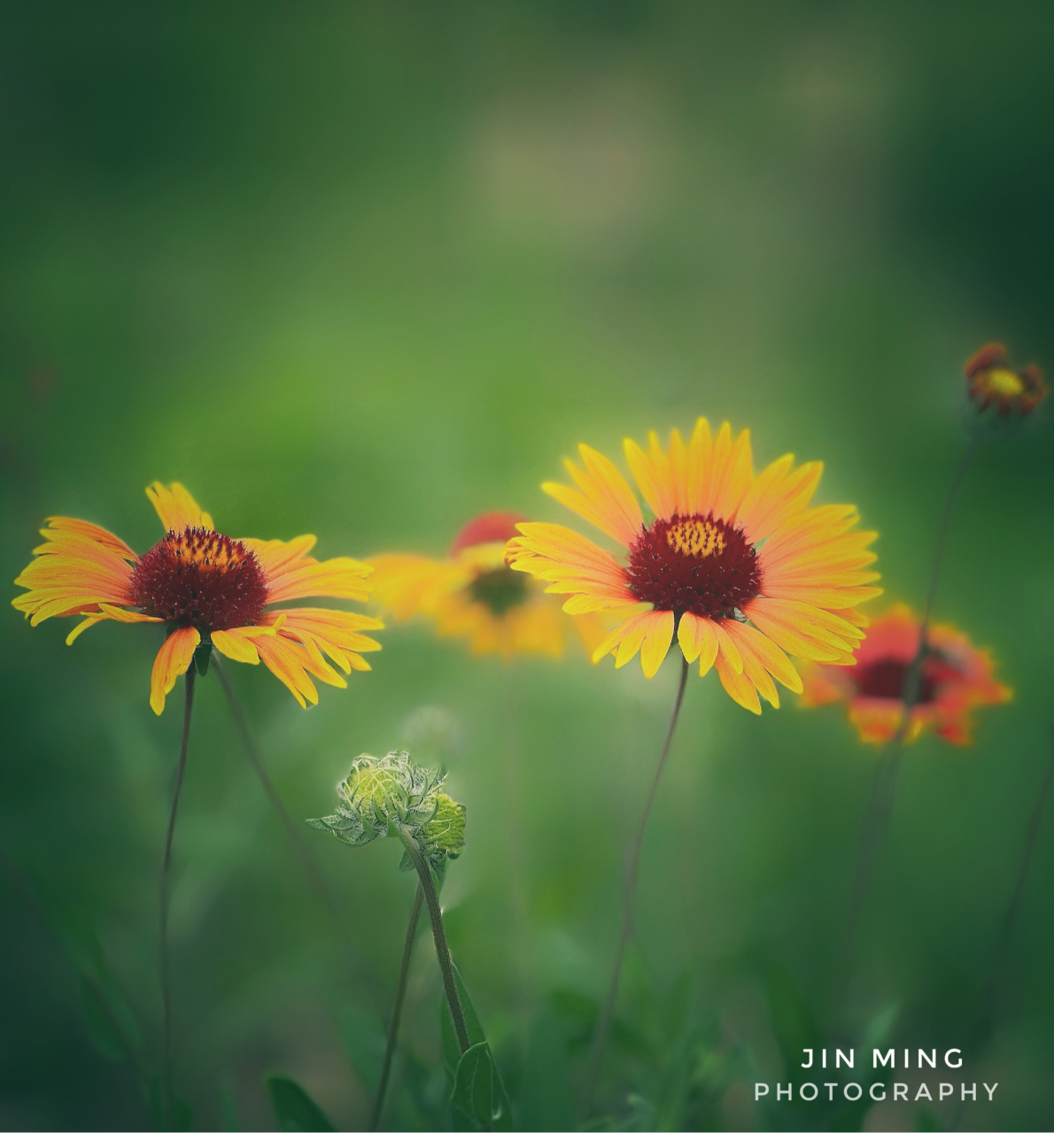 内蒙草原上的小野花,旺盛的生命力.