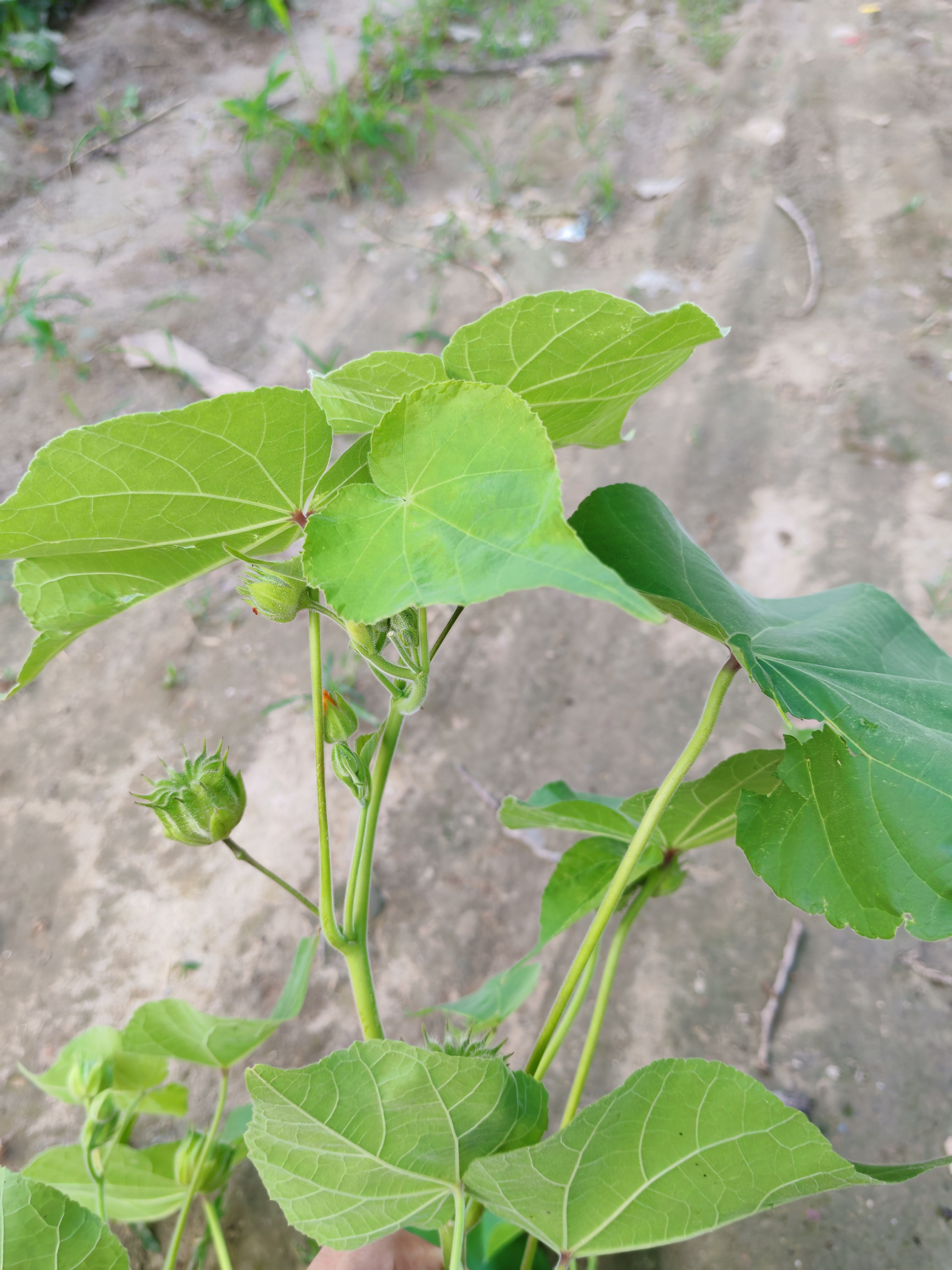 农村植物大全100种图片