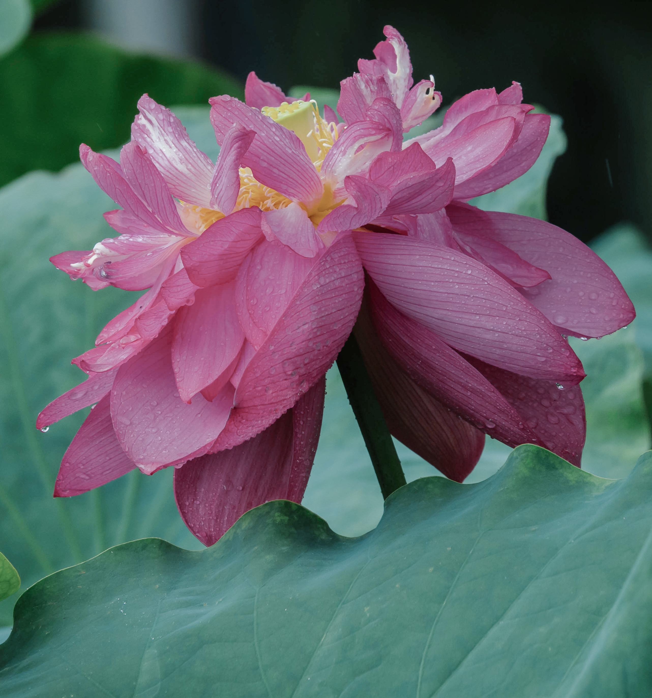 动态夏日征集令 # 重瓣荷花的千姿百态,是大自然赋予我们最美好的