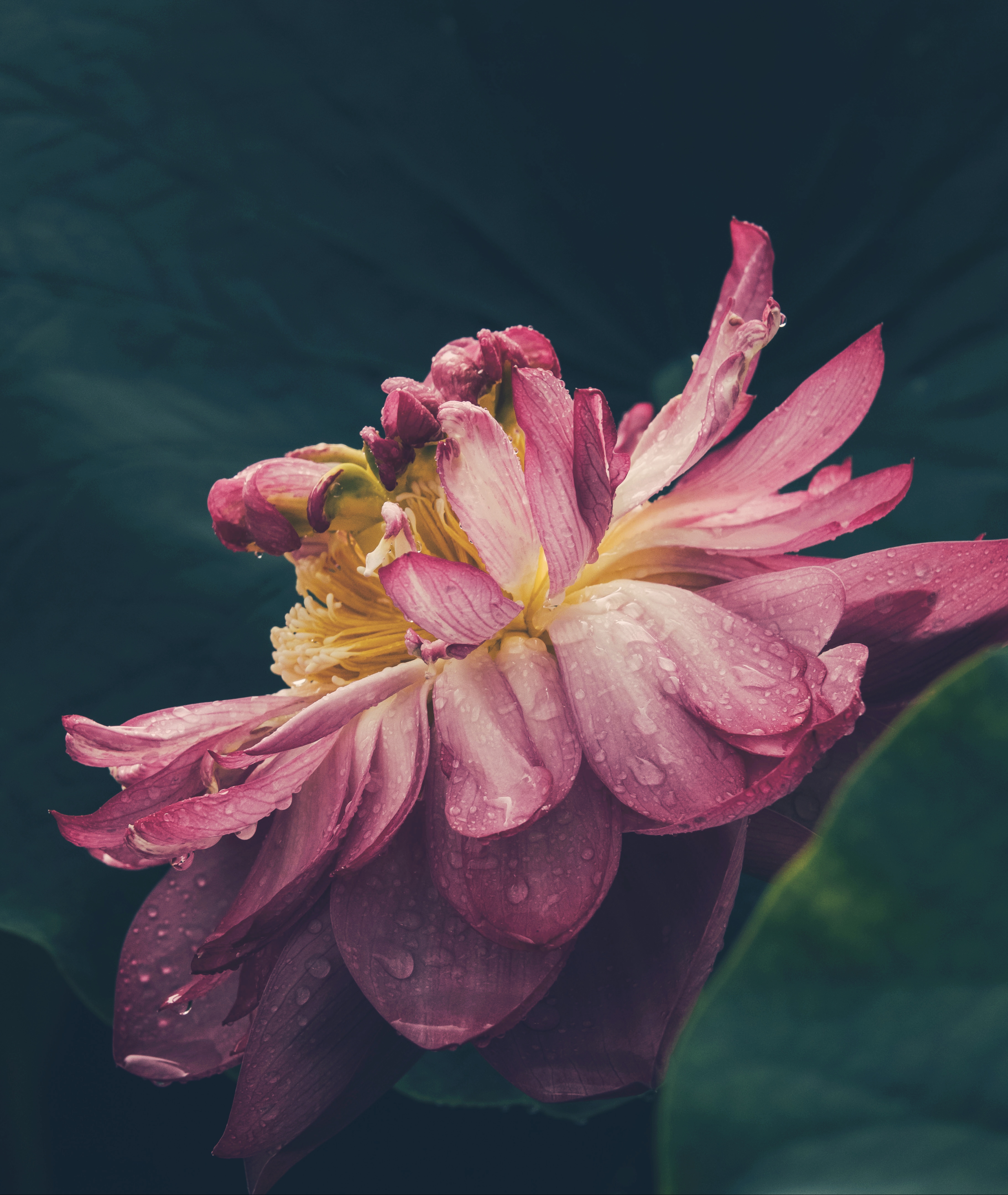 动态夏日征集令 # 重瓣荷花的千姿百态,是大自然赋予我们最美好的