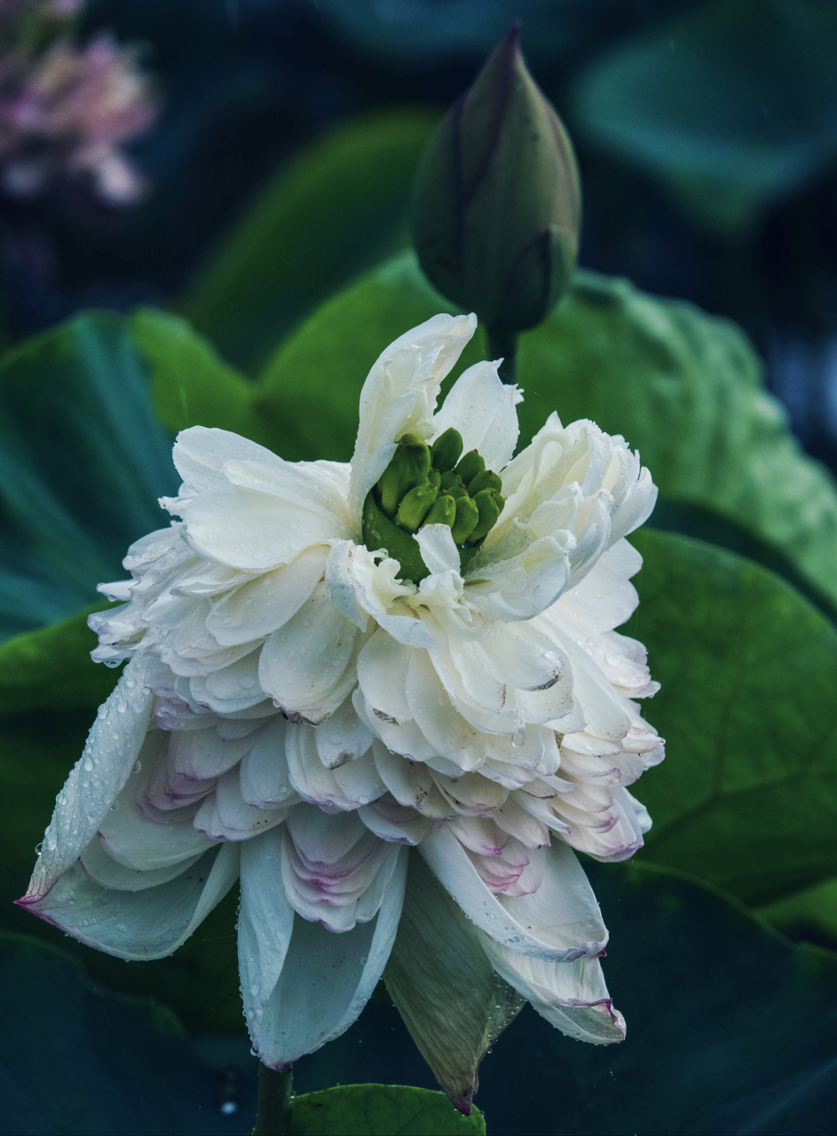 动态夏日征集令 # 重瓣荷花的千姿百态,是大自然赋予我们最美好的