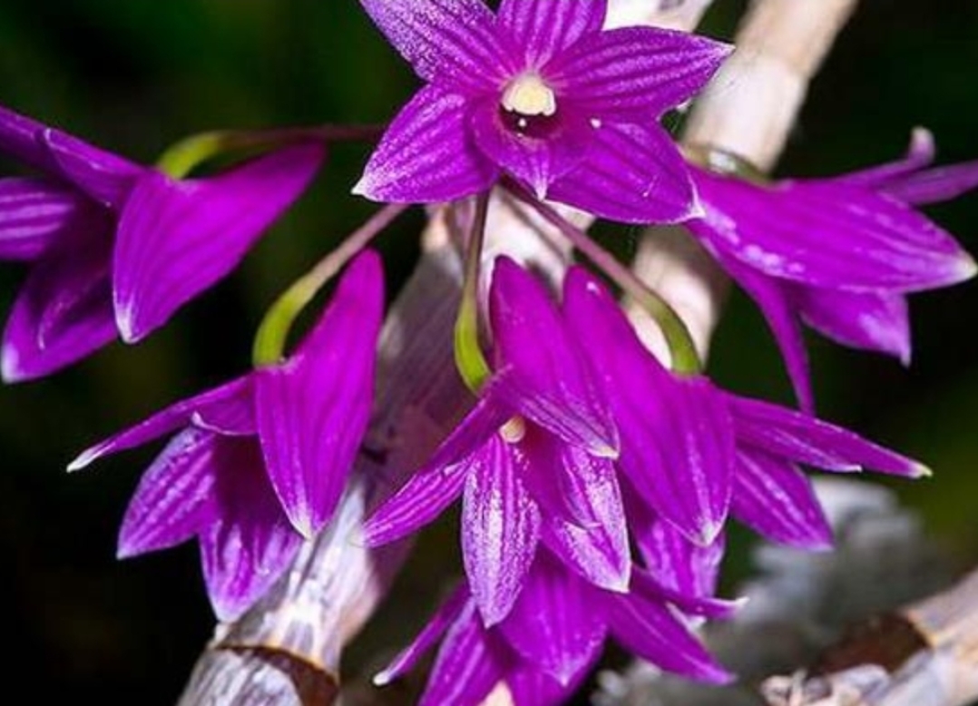 红石斜花,一种独特而美丽的花朵,以其别致的形态和神秘的特性吸引了无