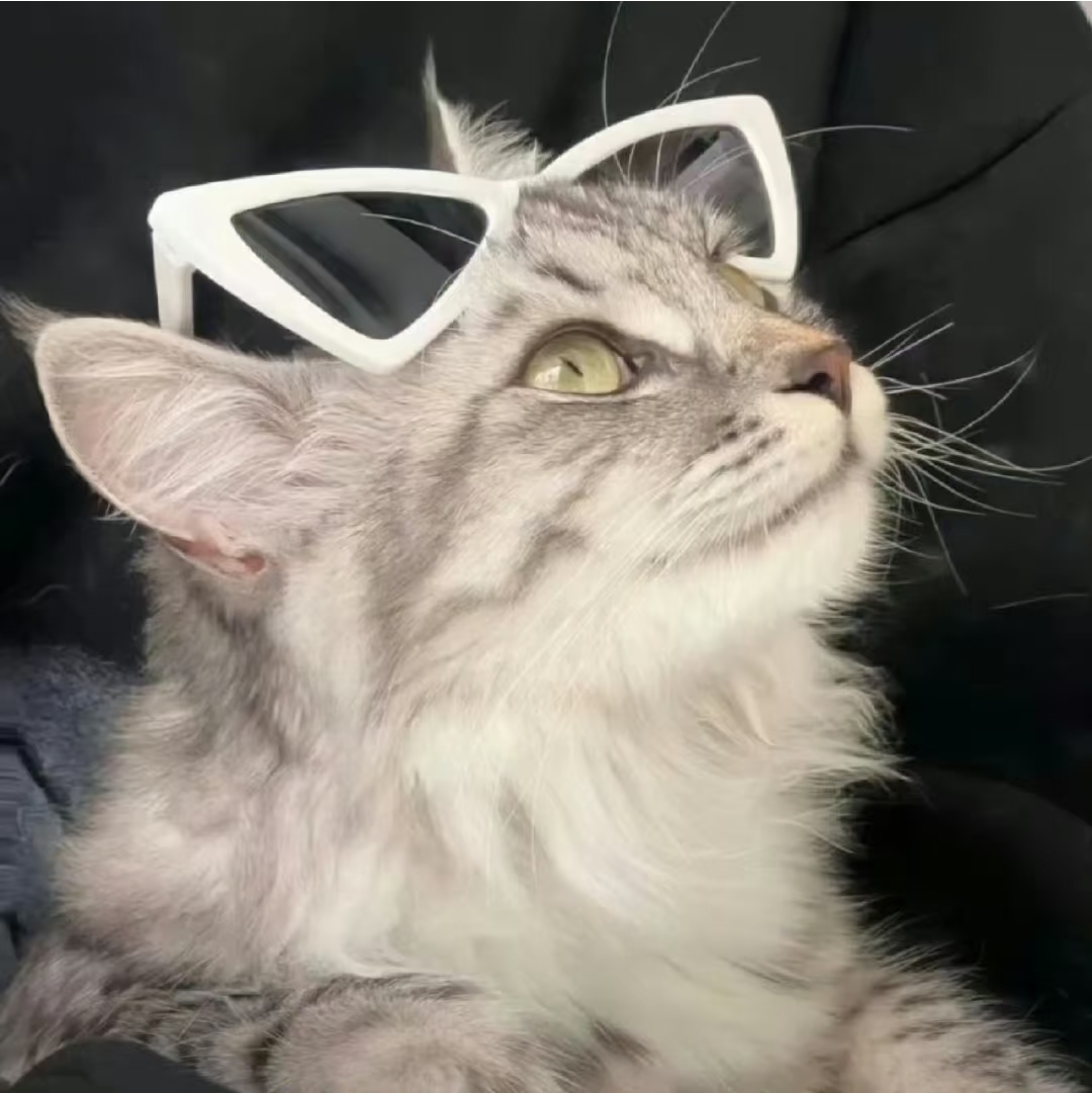 酷拽小猫头像#头像