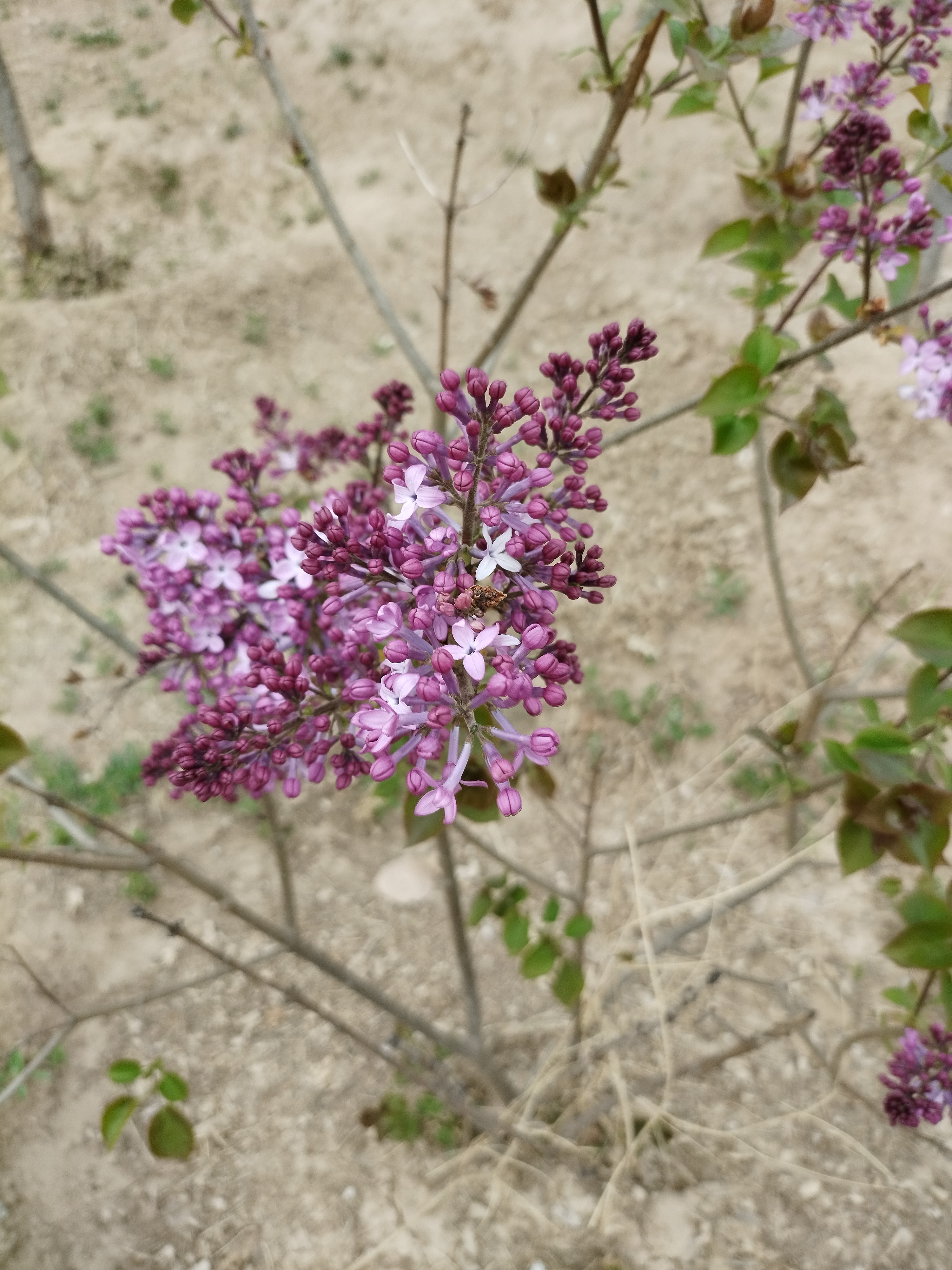 春花怒放意思(春花怒放意思解释)