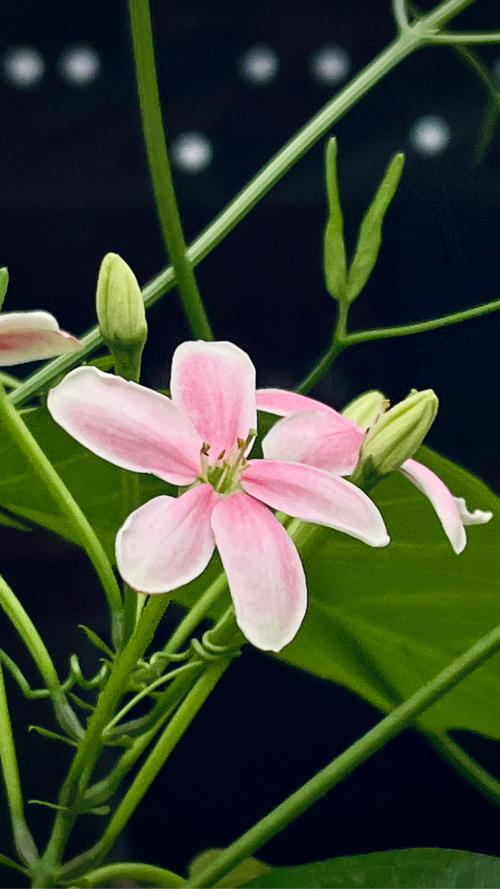 使君子,花语:健康,友谊,平安和吉祥.
