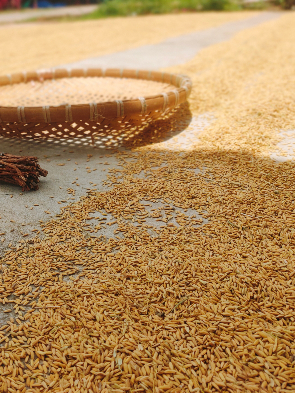 现在时代不同了,农产品价格太低,农民收入低,没有人愿意种田了.