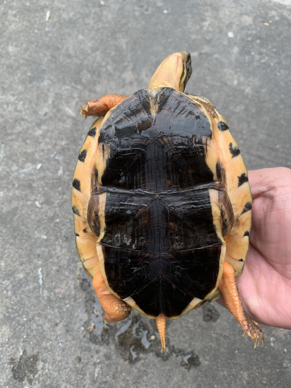 金钱龟海南种黄头碌子