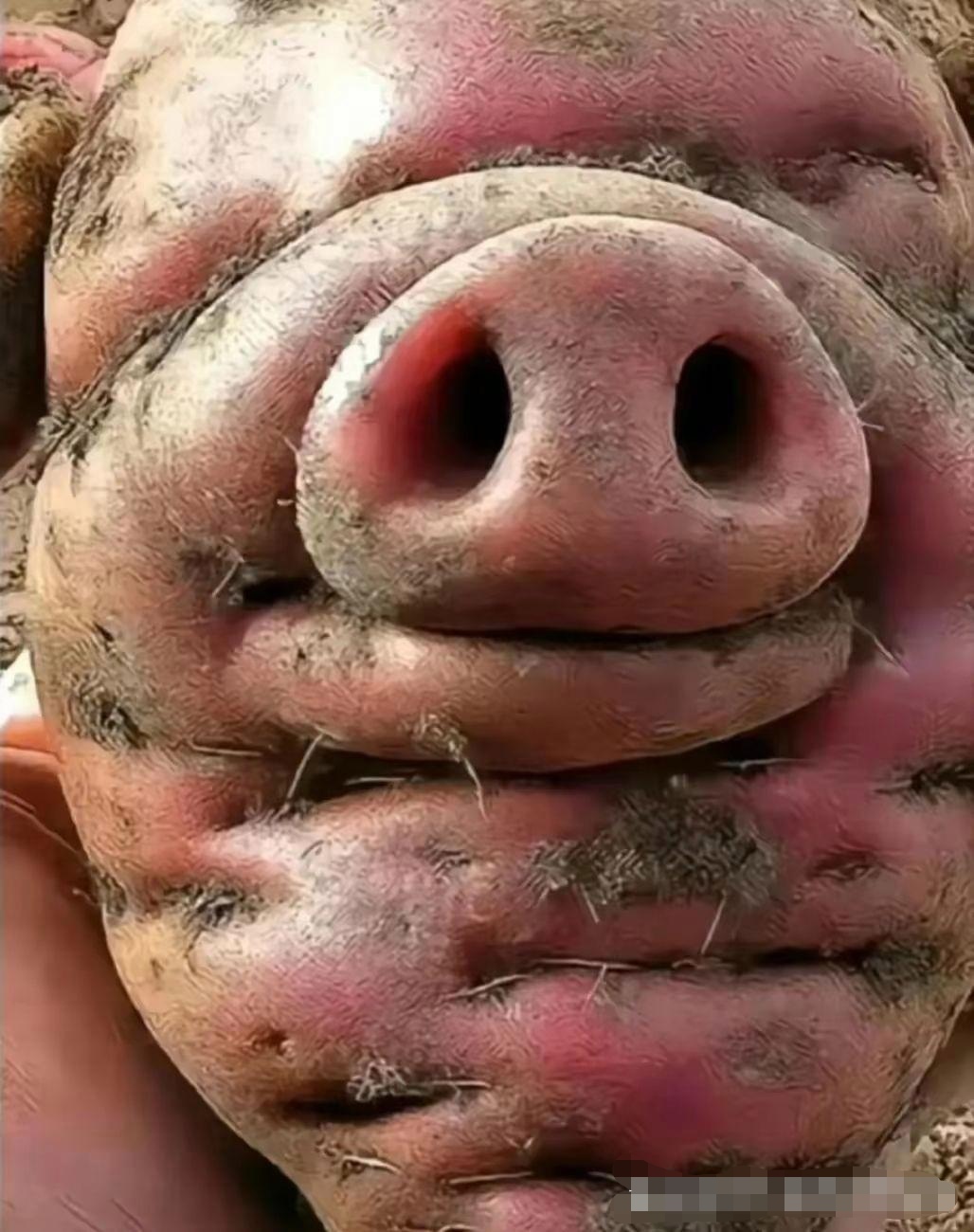这可不是一只普通的小猪哦~ 它竟然是从地里冒出来的